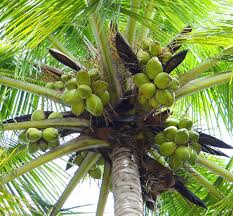 Comprehensive Guide on How to Start Coconut Farming