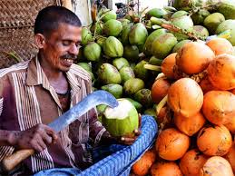 Comprehensive Guide on How to Start Coconut Farming