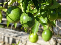 How to increase Passion Fruit Yields