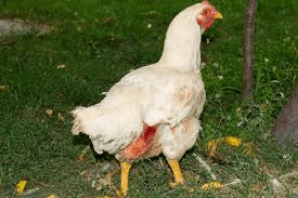 The Major Causes of Cannibalism among Poultry Birds The Major Causes of Cannibalism among Poultry Birds