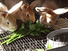 Best Ways and Methods to Feed Rabbits Best Ways and Methods to Feed Rabbits