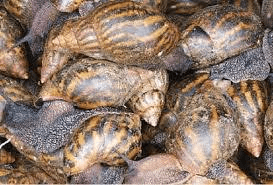 Equipments and Tools Needed in Snail Farming