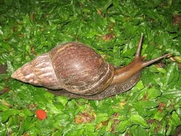 Equipments and Tools Needed in Snail Farming