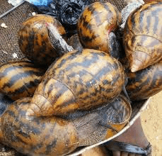 The Carcass Analysis of Different Breeds of Snail