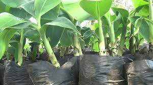 Thinning of Plantain Suckers and the Importance