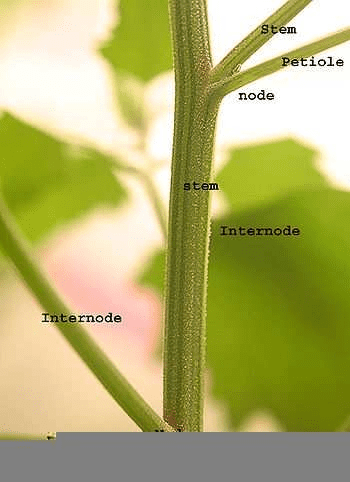 Vegetative Structure of Seed Plants: The Stem