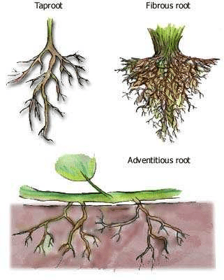 Vegetative Structure of Seed Plants: The Root