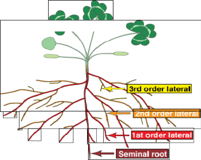 Vegetative Structure of Seed Plants: The Root