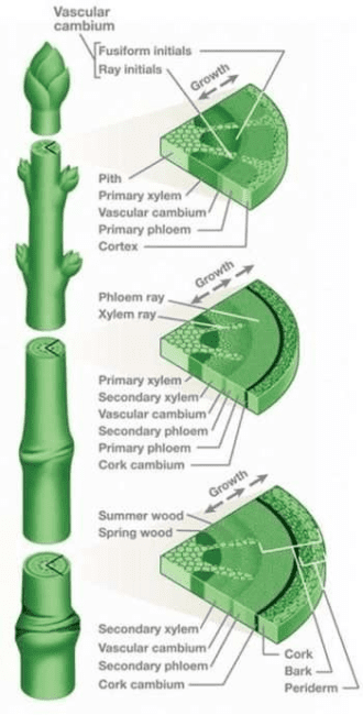 The Vascular Cambium and the Cork Cambium Vascular Cambium