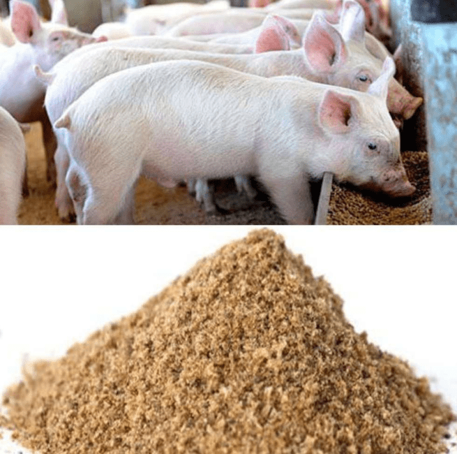 Pig Feeding and Feeds Complete Guide