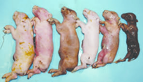 Causes of Reproductive Failures in Pig Production