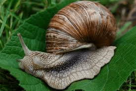 Natural Solution to Stroke: How to Treat Stroke with Snails