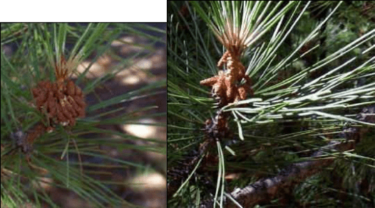 Reproductions in Gymnosperms