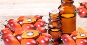 Guide on Palm Kernel Oil Processing, Health Benefits and Uses