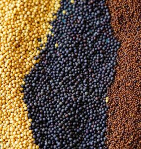 Health Benefits and Uses of Mustard Seed