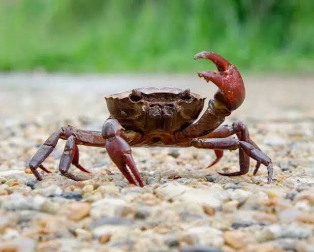 Health Benefits and Uses of Crab