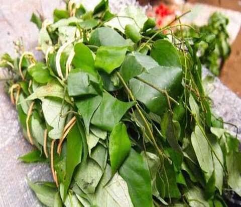 Health Benefits and Uses of Hot Leaf 