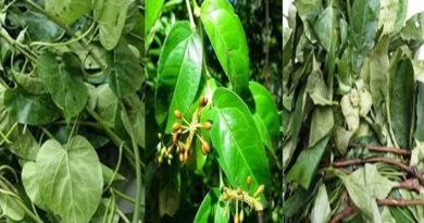 Health Benefits and Uses of Hot Leaf