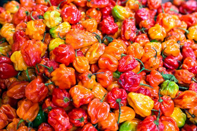 Health Benefits and Uses of Fresh Pepper ( Ata Rodo)