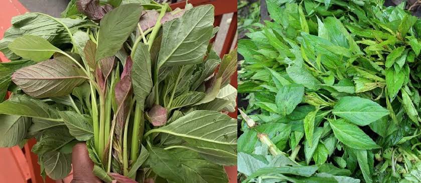 Health Benefits and Uses of Efo Leaves 