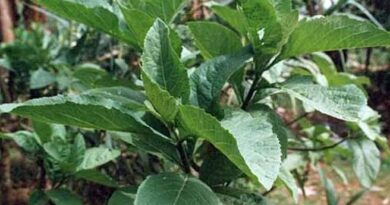 Health Benefits and Uses of Bitter Leaves