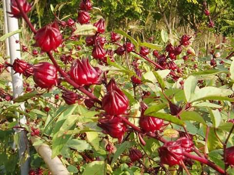 Health Benefits and Uses of Zobo Leaves - Agric4Profits