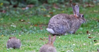 All you need to know about Wild Rabbit Rescue