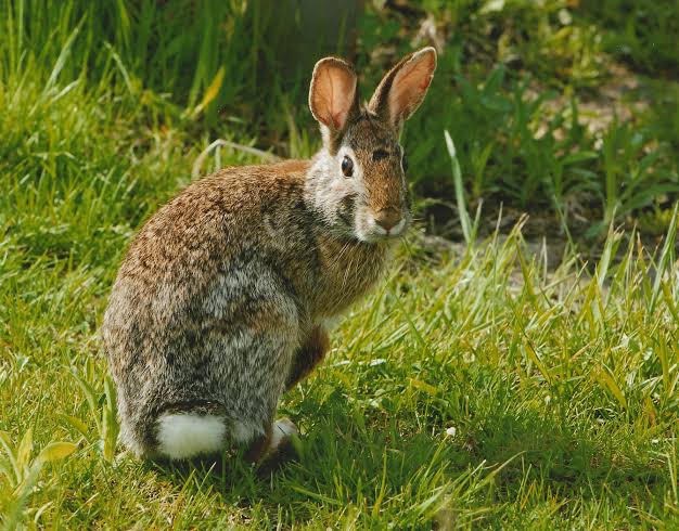All you need to know about Wild Rabbit Rescue 