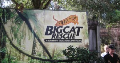 All you need to know about Wild Cat Rescue