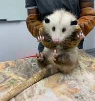 All you need to know about opossum Rescue