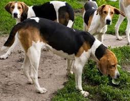 All You Need To Know About Fox Hound