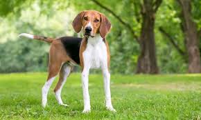 All you need to know about Fox Hound 