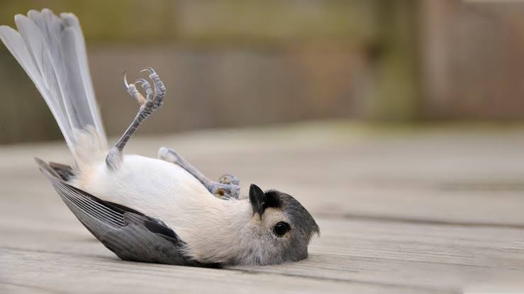 All you need to know about Injured Bird Care 