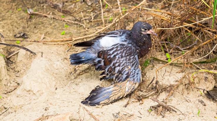 Injured Bird Proper Care Guide All you need to know about Injured Bird Care