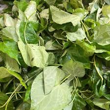 Benefícios para a saúde das folhas de Uziza (Piper guineense)