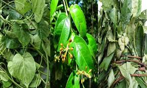 Benefícios para a saúde das folhas de Uziza (Piper guineense)