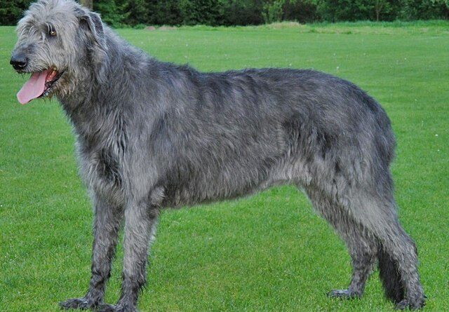 Irish Wolfhound Dog Breed: Description, Health and Origin