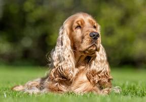 Cocker Spaniel Dog Breed: Description, Health, Origin and More