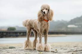 All you  need to know about the Poodle Dog