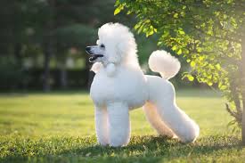 All you  need to know about the Poodle Dog