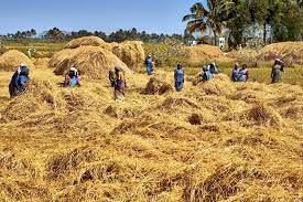 Rice Harvesting