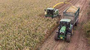 Maize Harvesting