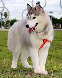 All You Need To Know About The Husky Dog Breed All you need to know about the Husky Dog