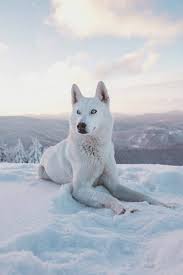 All you need to know about the White and Red Husky Dogs