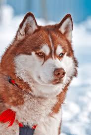 All you need to know about the White and Red Husky Dogs