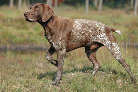All You Need To Know About German Short Haired Pointer Dogs All you need to know about the German Short Haired Pointer
