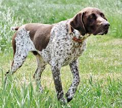 All You Need To Know About German Short Haired Pointer Dogs All you need to know about the German Short Haired Pointer