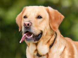Labrador Retrieve Dogs: Description and Complete Care Guide