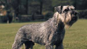 Schnauzer Dog Breed: Description and Complete Care Guide