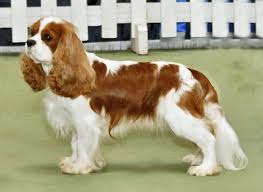 Cavalier King Charles Spaniel Dogs: All You Need To Know About 